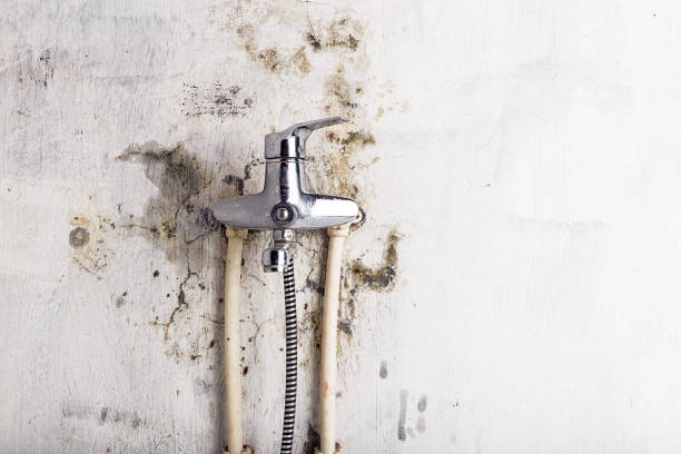 Best Residential Mold Remediation in League City, TX