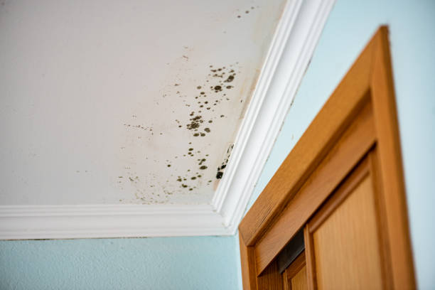 Best Mold Remediation for Schools in League City, TX