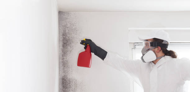 Best Localized Mold Remediation (e.g., coastal areas, humid climates) in League City, TX
