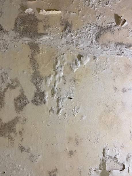 Best DIY Mold Remediation Support Services in League City, TX