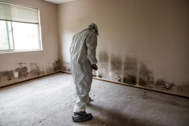  League City, TX Mold Removal Pros