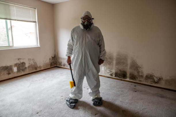 Best Mold Testing and Inspection Services in League City, TX